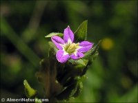 Legousia hybrida