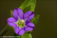 Legousia hybrida