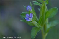 Legousia scabra
