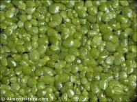 Lemna gibba