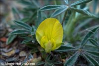 Leobordea lupinifolia