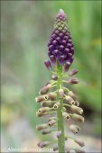 Leopoldia comosa