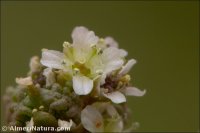 Lepidium coronopus