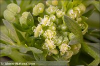 Lepidium didymum