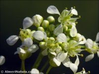 Lepidium draba