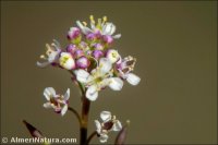 Lepidium graminifolium