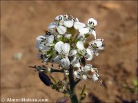 Lepidium heterophyllum