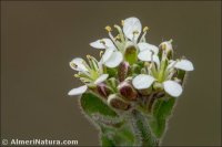 Lepidium hirtum
