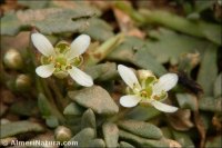 Lepidium navasii