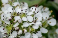 Lepidium petrophilum