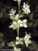 Lepidium subulatum