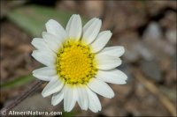 Leucanthemopsis pectinata