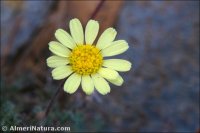 Leucanthemopsis pectinata