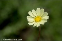 Leucanthemopsis pectinata