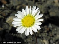Leucanthemopsis pectinata