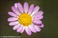 Leucanthemopsis pectinata