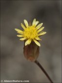 Leysera leyseroides