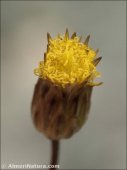 Leysera leyseroides