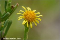 Limbarda crithmoides