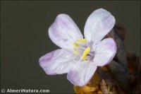Limoniastrum monopetalum