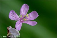 Limoniastrum monopetalum