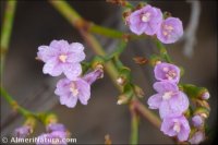Limonium angustebracteatum