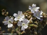 Limonium angustebracteatum