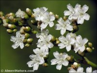 Limonium cossonianum