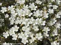 Limonium cossonianum