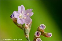 Limonium delicatulum