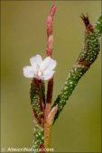 Limonium echioides
