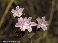 Limonium estevei