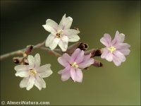 Limonium estevei