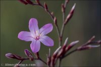 Limonium insigne
