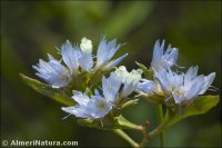 Limonium lobatum