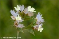 Limonium lobatum