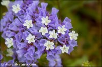 Limonium sinuatum