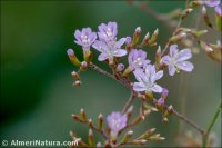 Limonium supinum