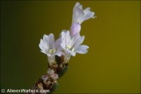 Limonium supinum