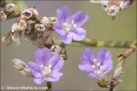 Limonium ugijarense