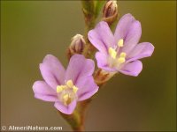 Limonium ugijarense
