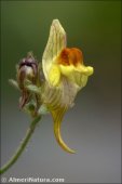 Linaria aeruginea
subsp. nevadensis