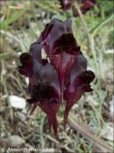 Linaria aeruginea