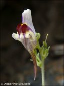 Linaria aeruginea