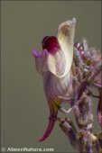 Linaria aeruginea