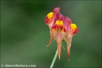 Linaria aeruginea