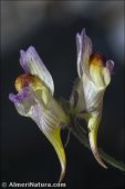 Linaria aeruginea
