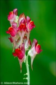 Linaria aeruginea