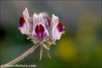 Linaria aeruginea