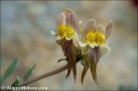 Linaria aeruginea